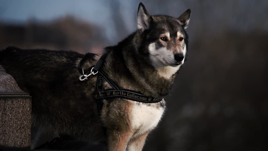 Padded Dog Harness, No-pull